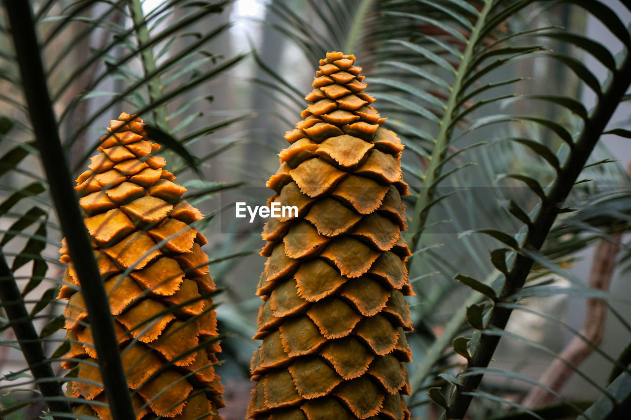 Close-up of pine tree