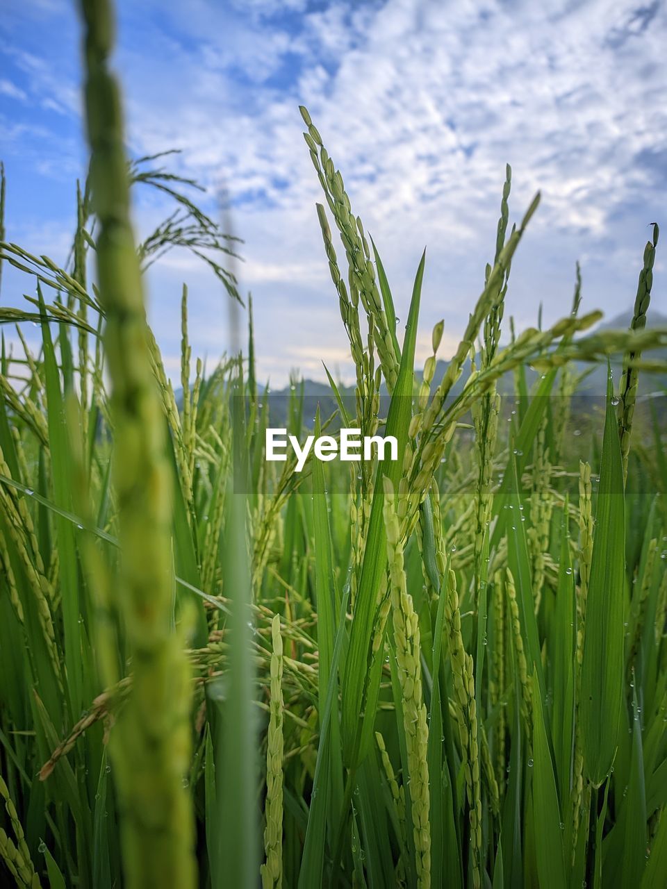 green, plant, grass, agriculture, field, crop, landscape, cereal plant, rural scene, growth, land, sky, nature, cloud, paddy field, grassland, farm, meadow, environment, food, prairie, beauty in nature, no people, food and drink, corn, plant stem, barley, outdoors, day, tranquility, flower, sunlight, scenics - nature, vegetable