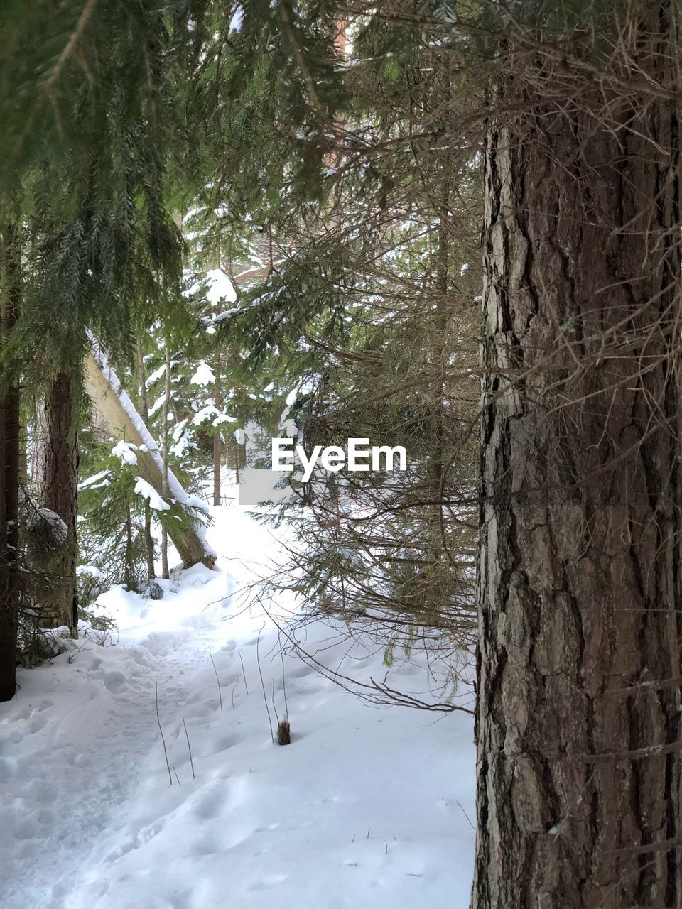 TREES IN SNOW COVERED LANDSCAPE
