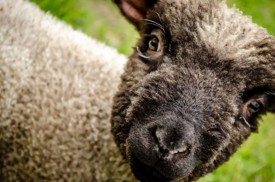 Close-up portrait of cute lamb outdoors