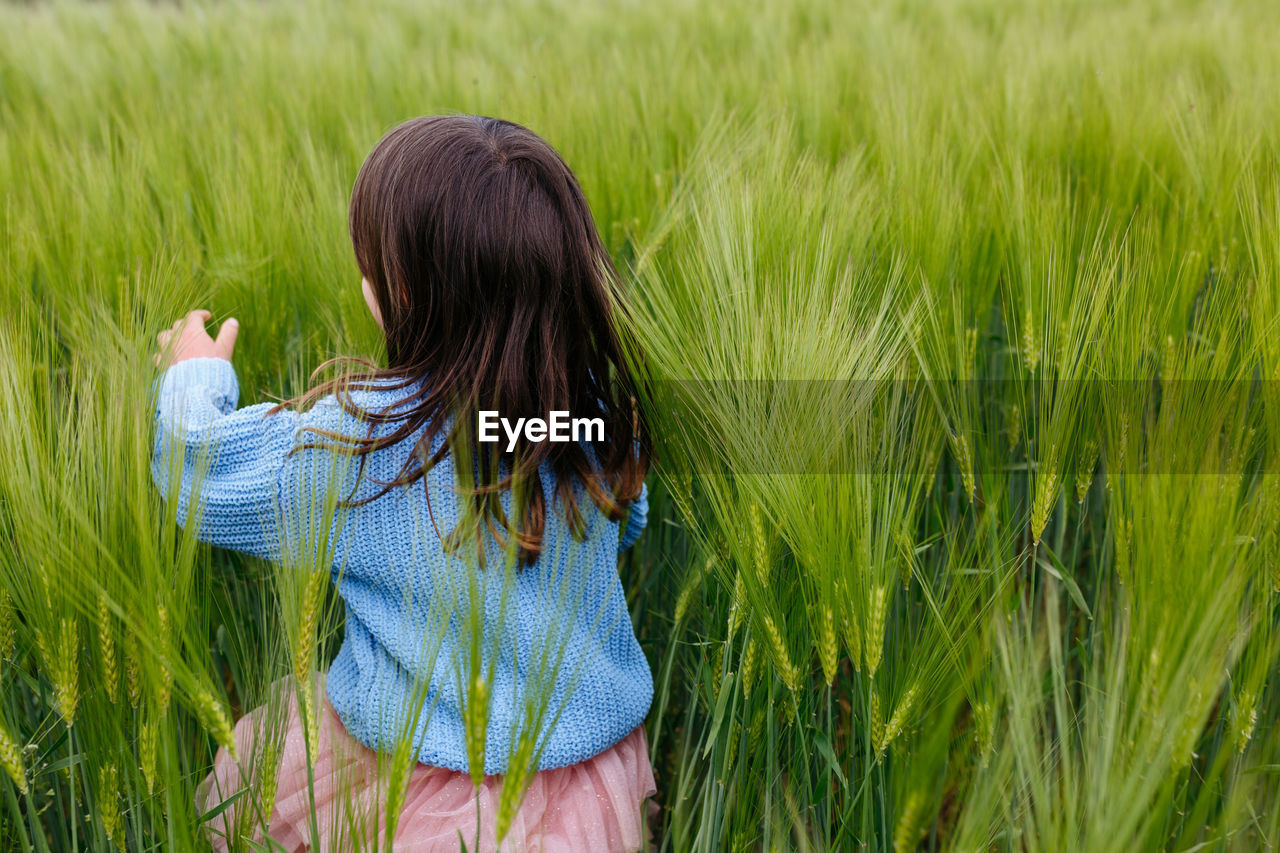 Back view of small child in blue sweater running in a field of wheat