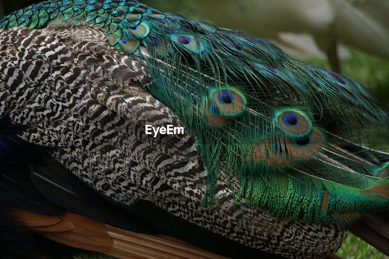 Close-up of peacock