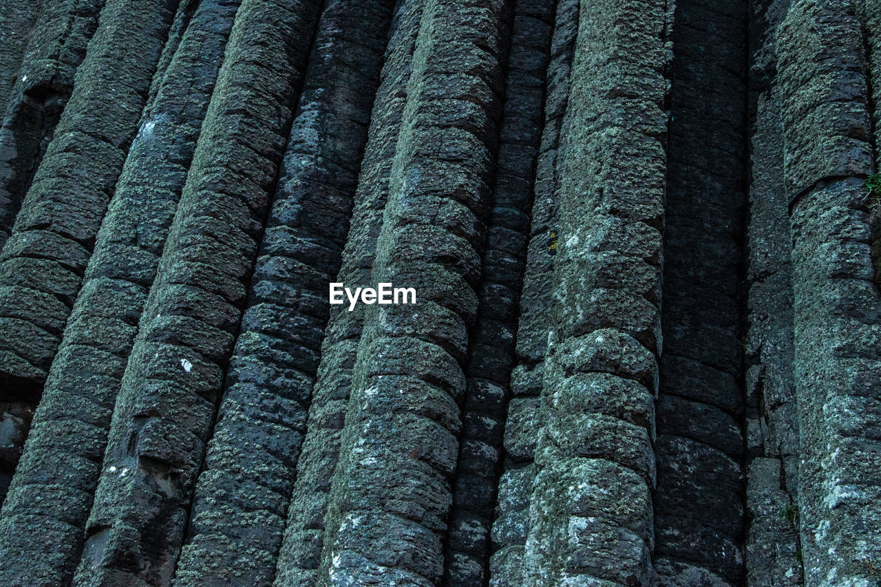 FULL FRAME SHOT OF TREE TRUNK WITH MOSS