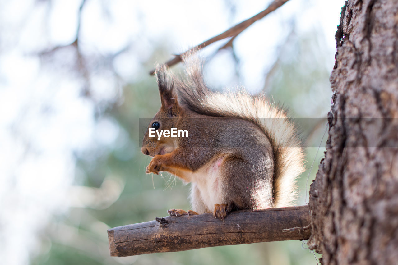 Squirrel on tree