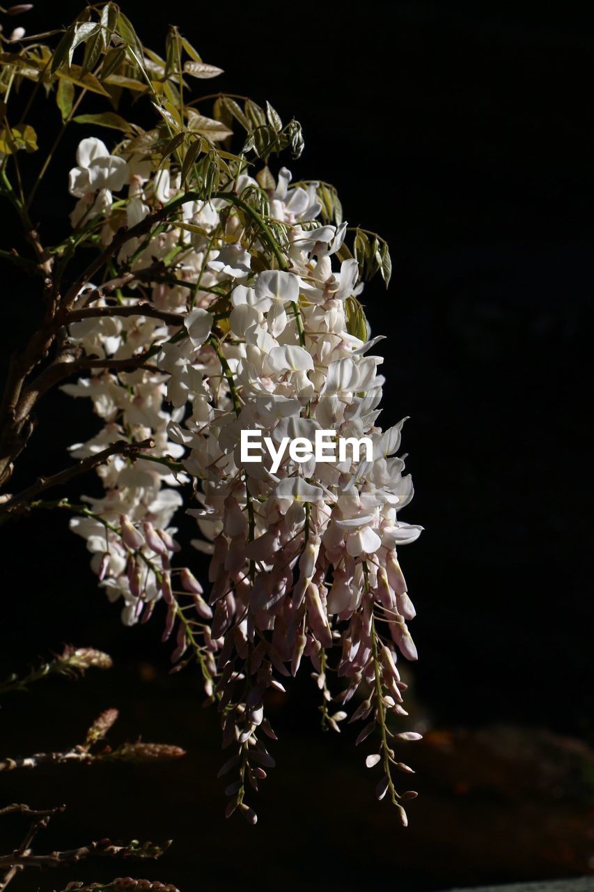 CLOSE-UP OF FLOWERS ON TREE