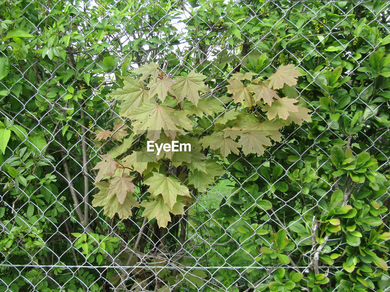 LOW ANGLE VIEW OF TREES