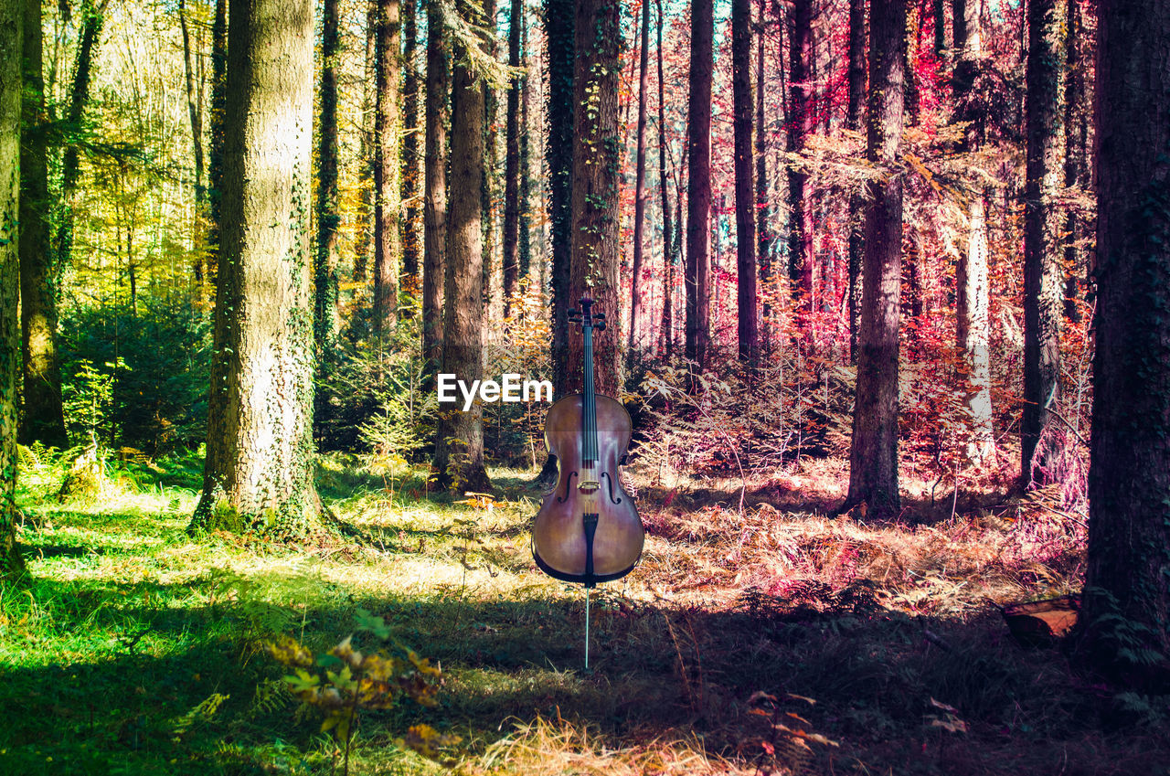 Abandoned cello amidst trees in forest