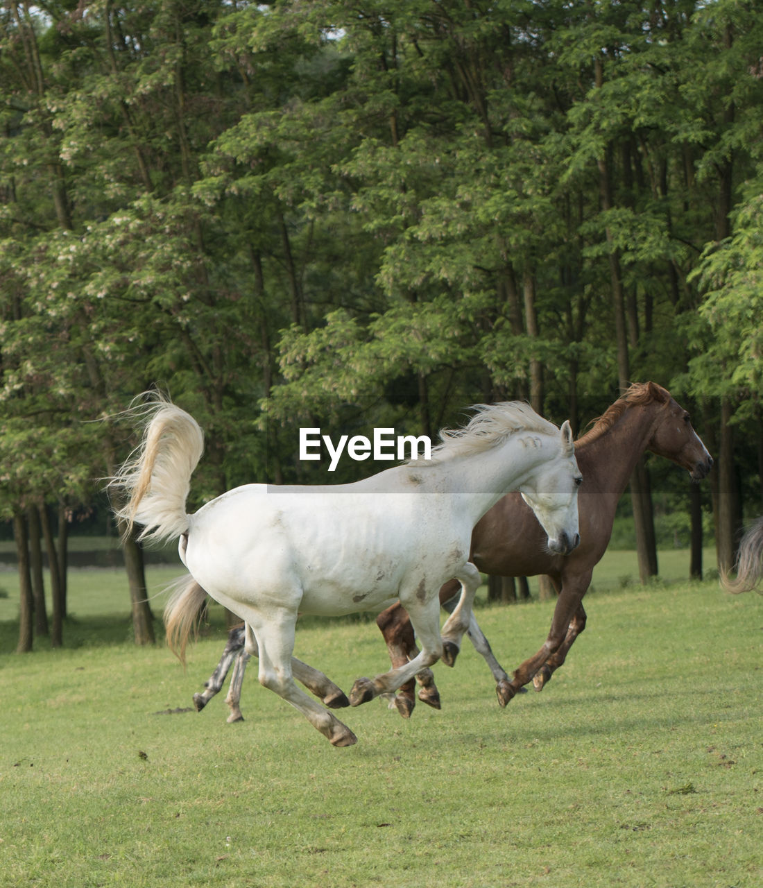 SIDE VIEW OF HORSES RUNNING ON FIELD