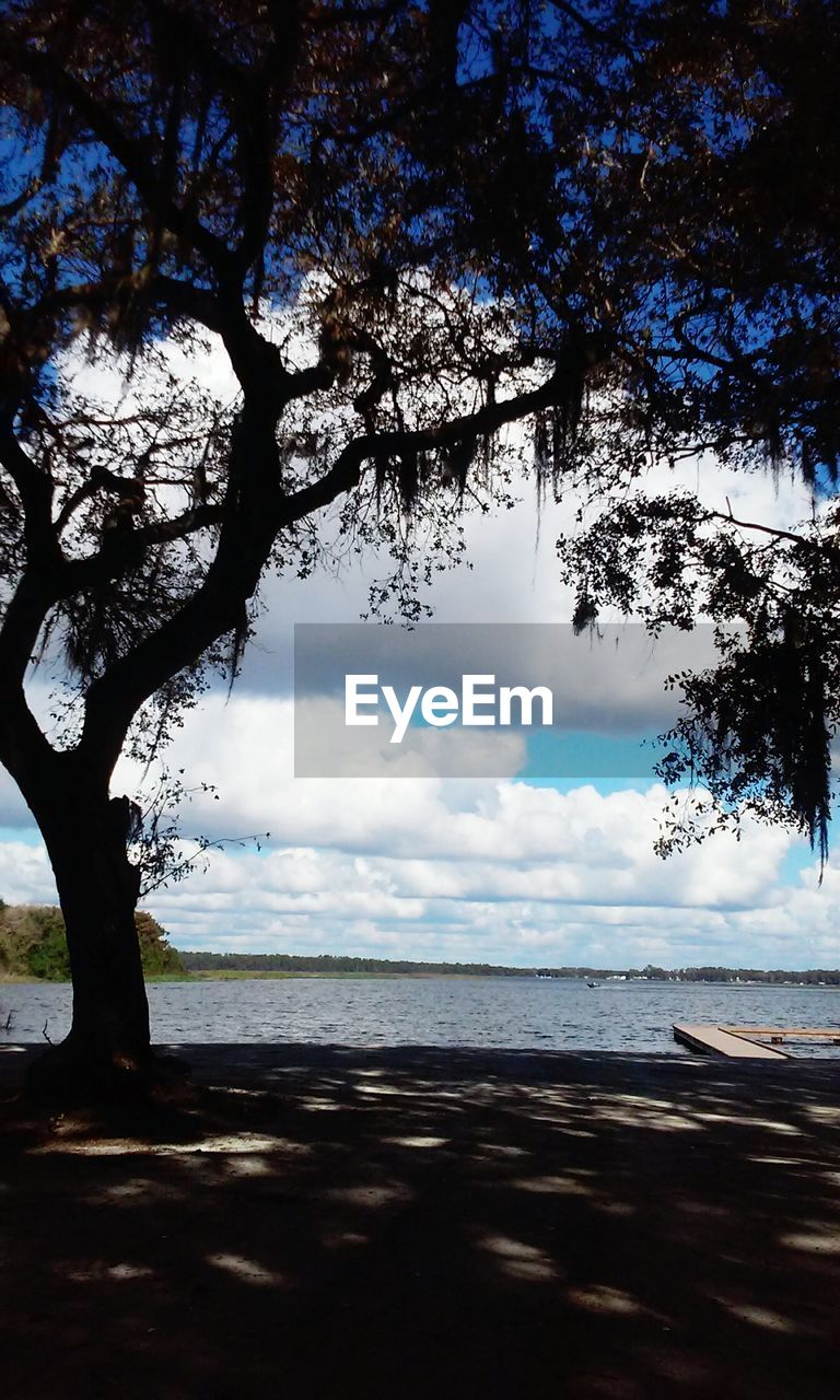 Tree growing by lake against cloudy sky