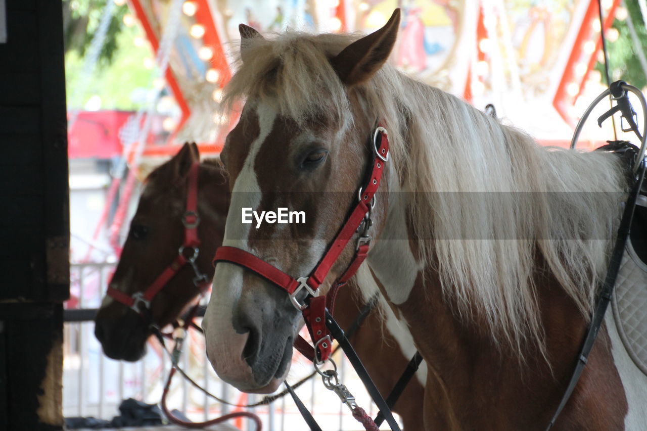 horse, animal, animal themes, domestic animals, mammal, livestock, pet, animal wildlife, horse harness, halter, working animal, one animal, bridle, stallion, focus on foreground, animal body part, day, mane, pack animal, herbivorous, no people, outdoors, animal head, close-up, rein, horse tack, mare, nature