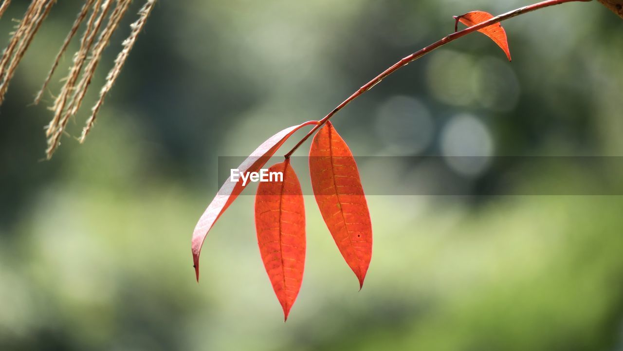 CLOSE-UP OF RED BERRIES ON PLANT