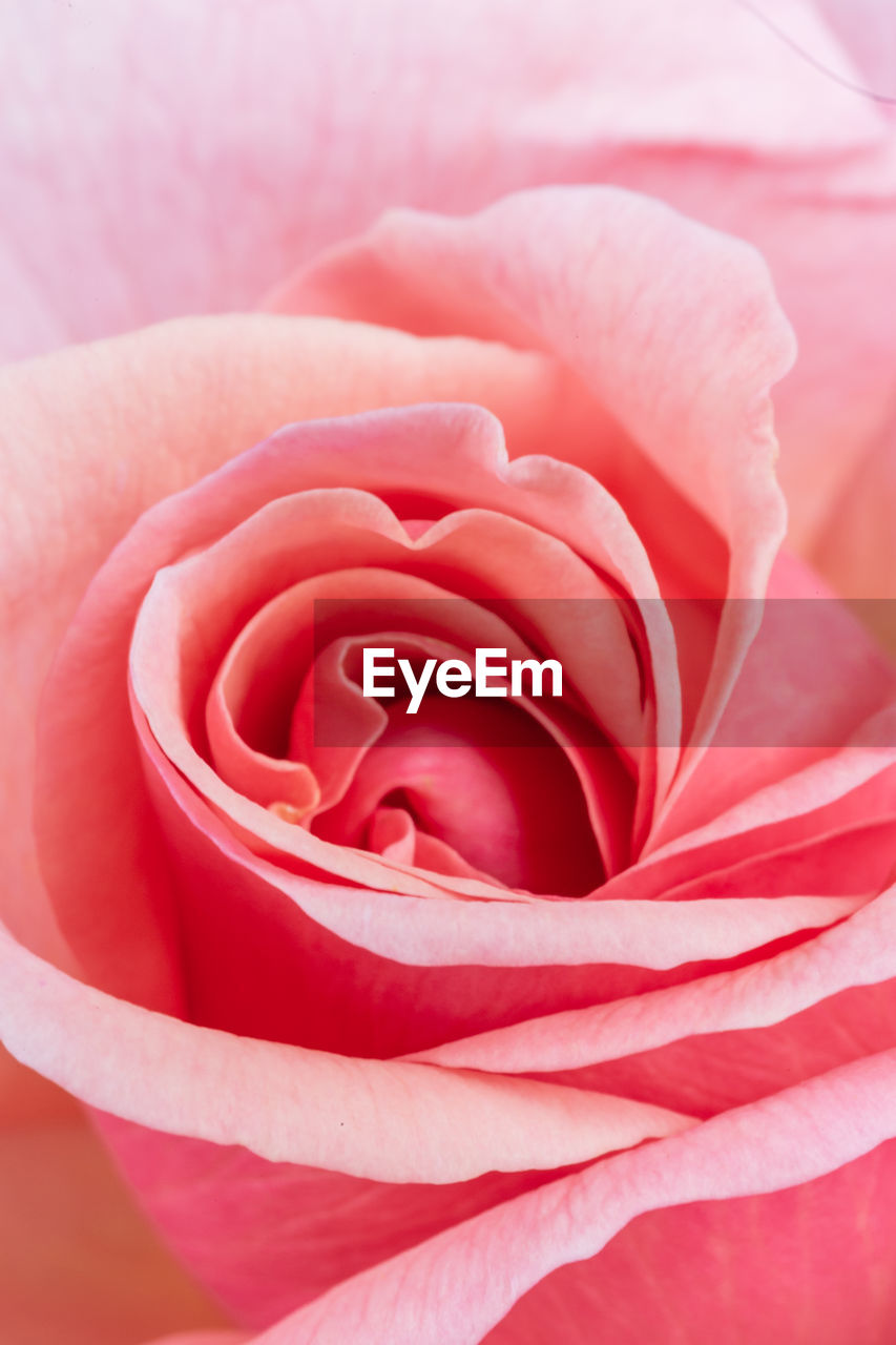 Close-up of pink rose