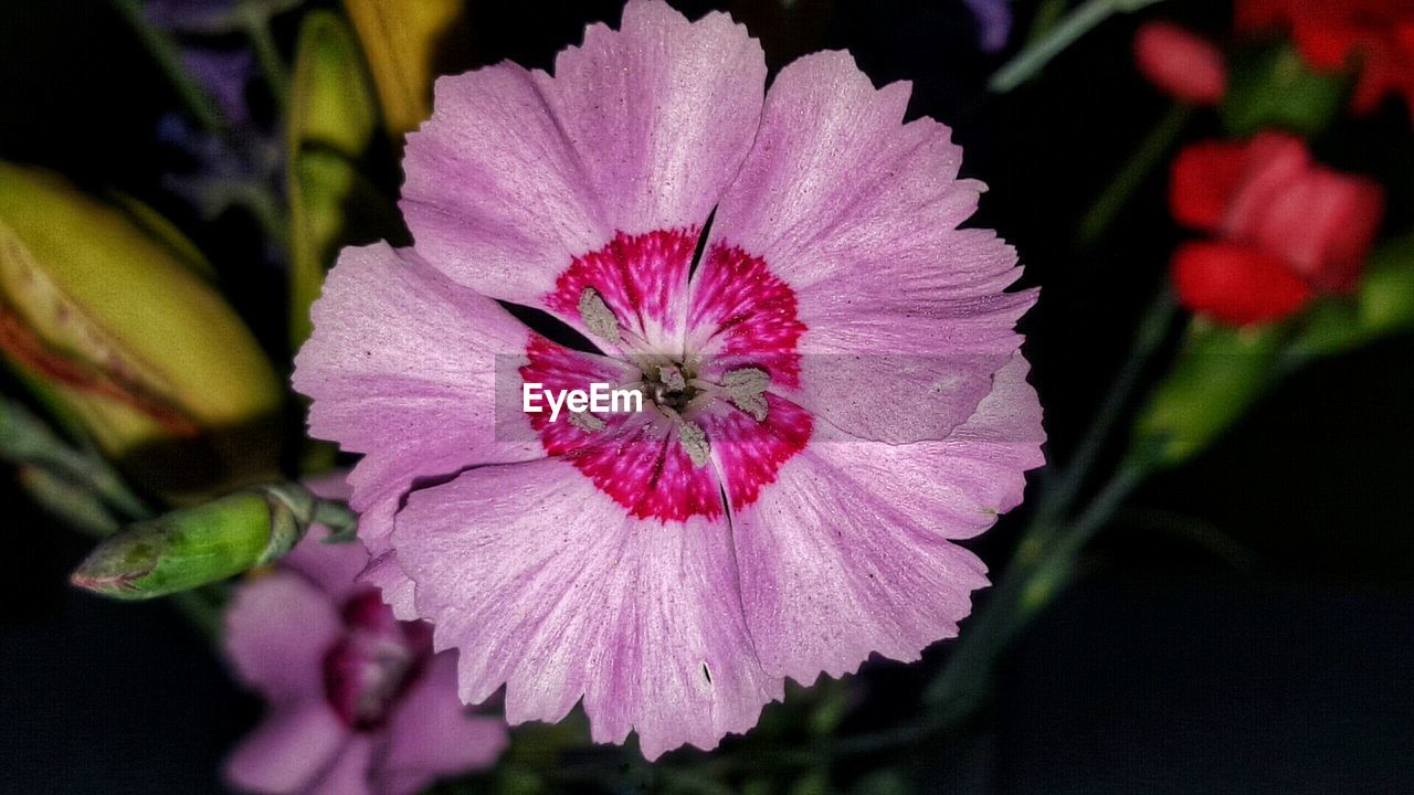 Close-up of pink flower