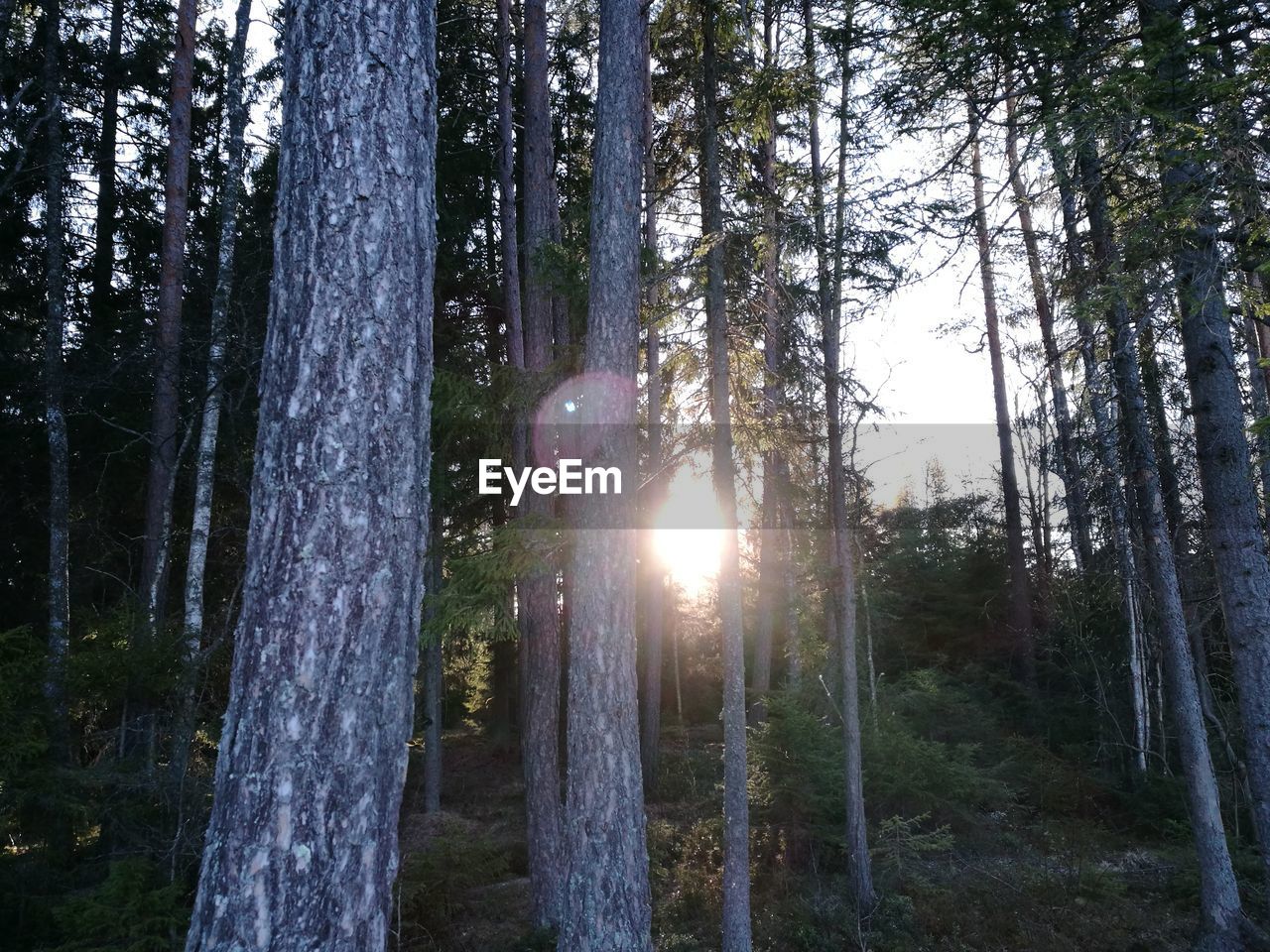 TREES GROWING IN FOREST AGAINST SKY