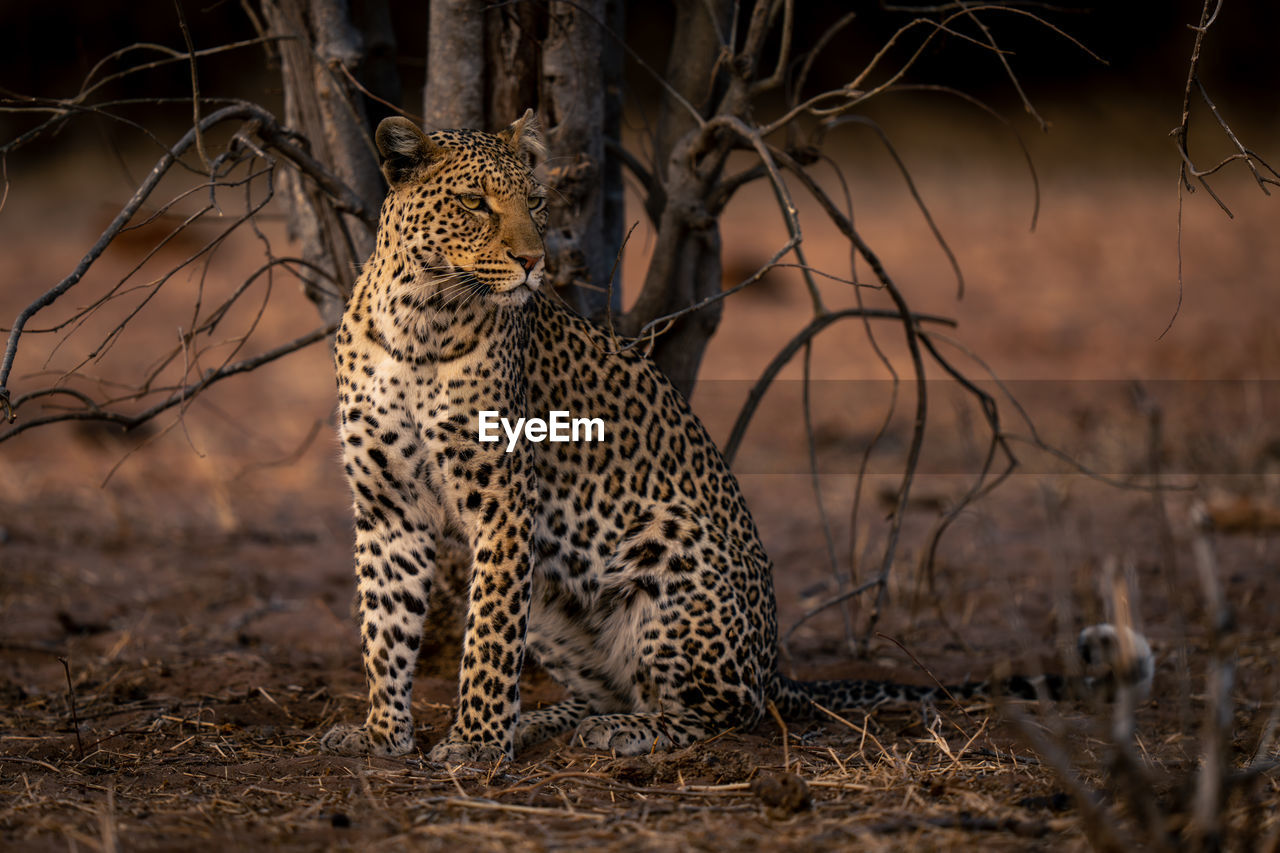 leopard walking on field