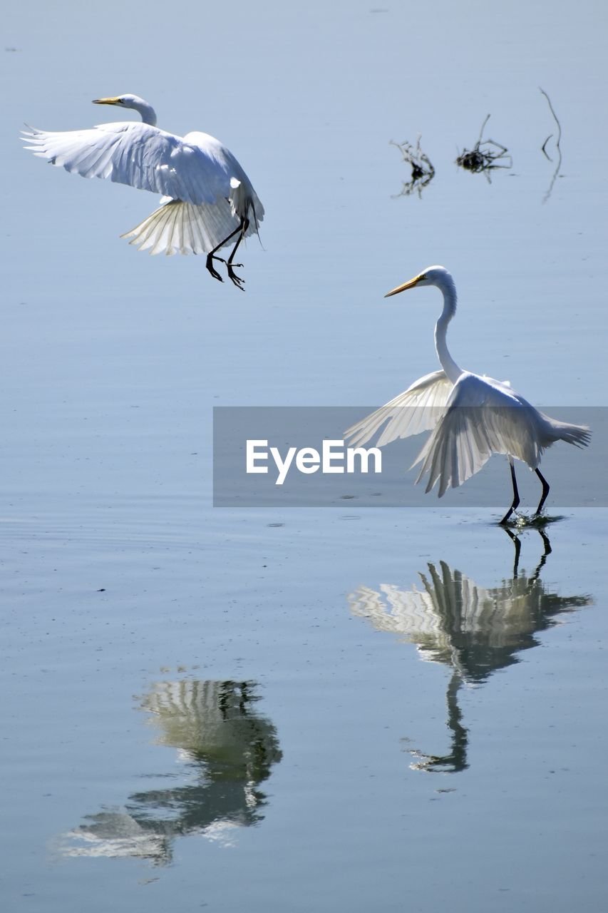 WHITE BIRDS FLYING OVER LAKE