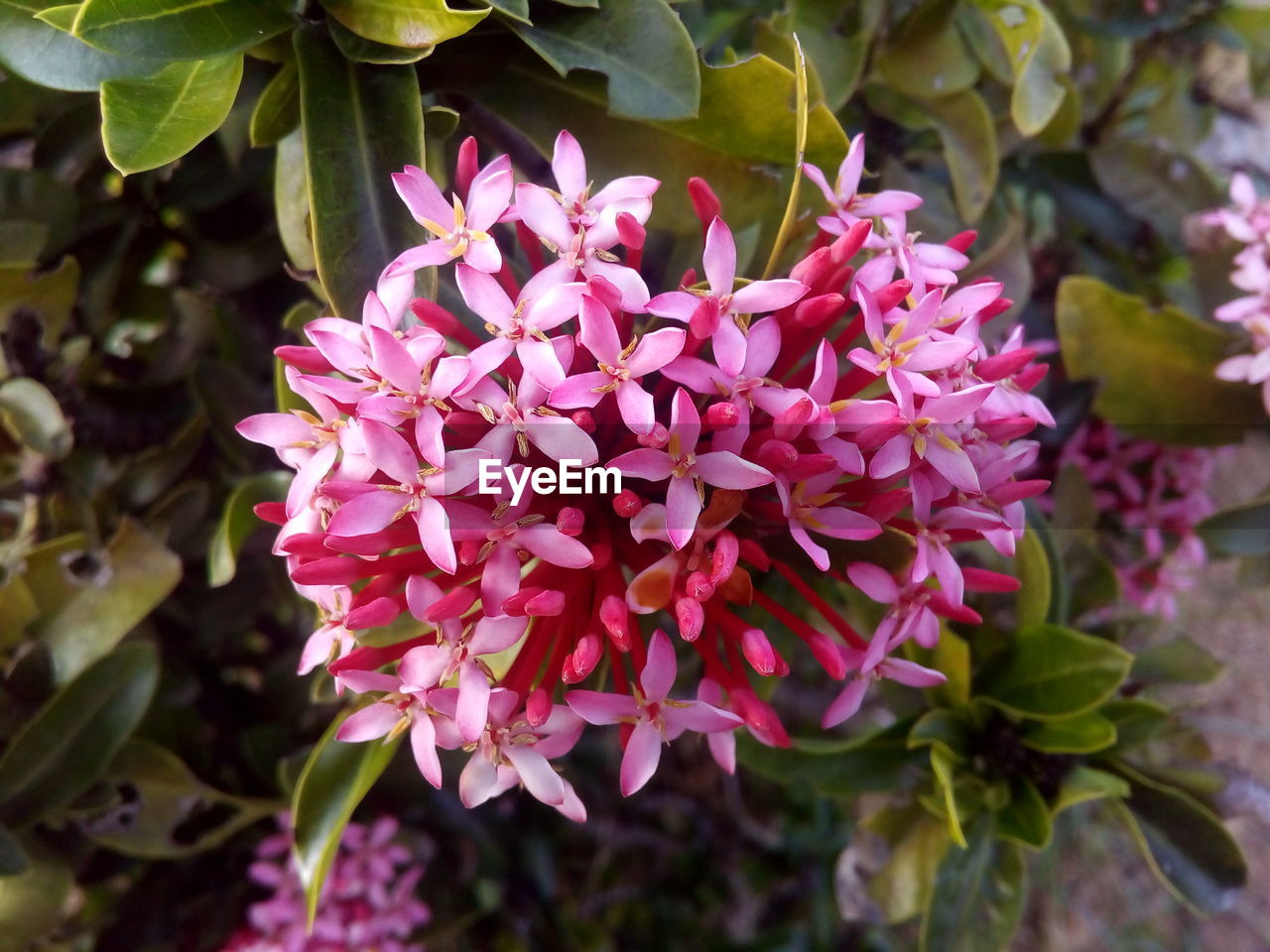 CLOSE-UP OF PINK FLOWERS BLOOMING