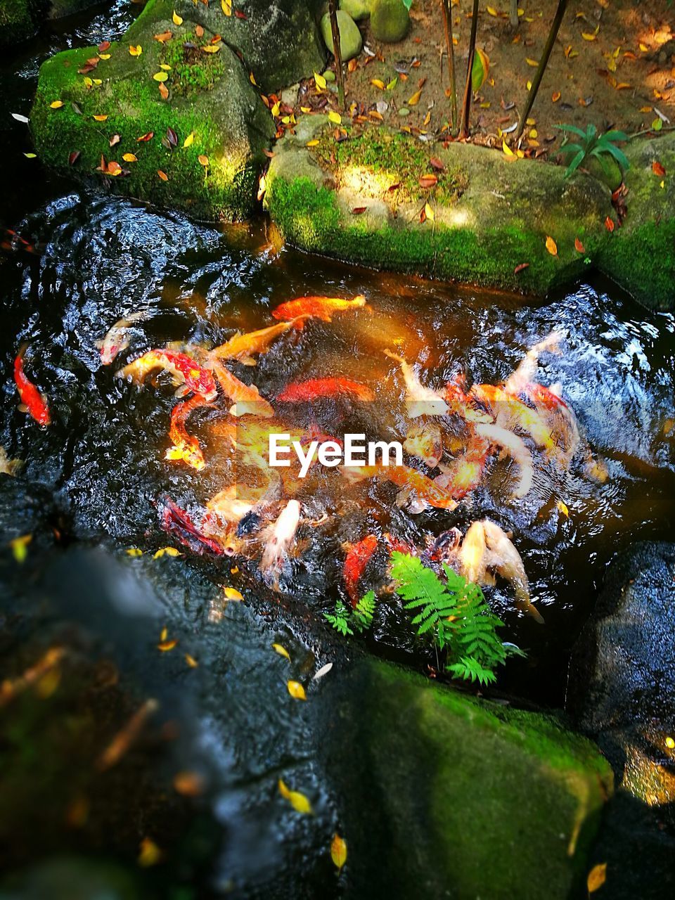 HIGH ANGLE VIEW OF KOI CARPS IN RIVER