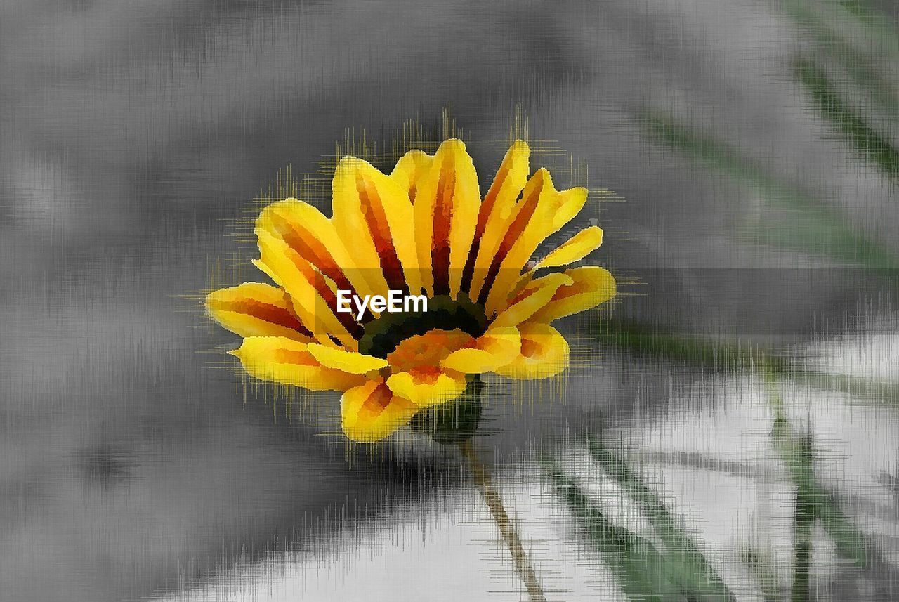 CLOSE-UP OF YELLOW FLOWERS