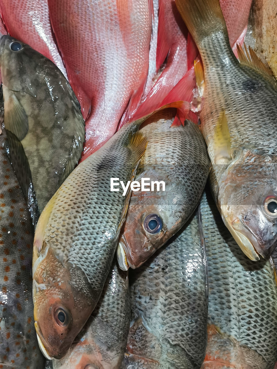 seafood, fish, freshness, food and drink, food, for sale, animal, market, raw food, retail, wellbeing, no people, close-up, healthy eating, high angle view, fish market, market stall, still life, full frame, sale, indoors, variation, animal themes, business, day, cold temperature