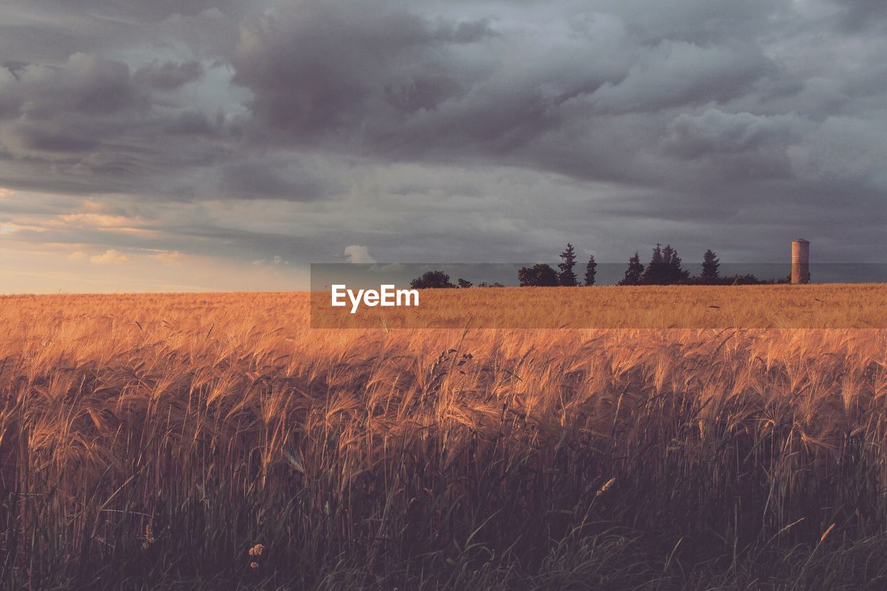 Scenic view of wheat field against storm clouds