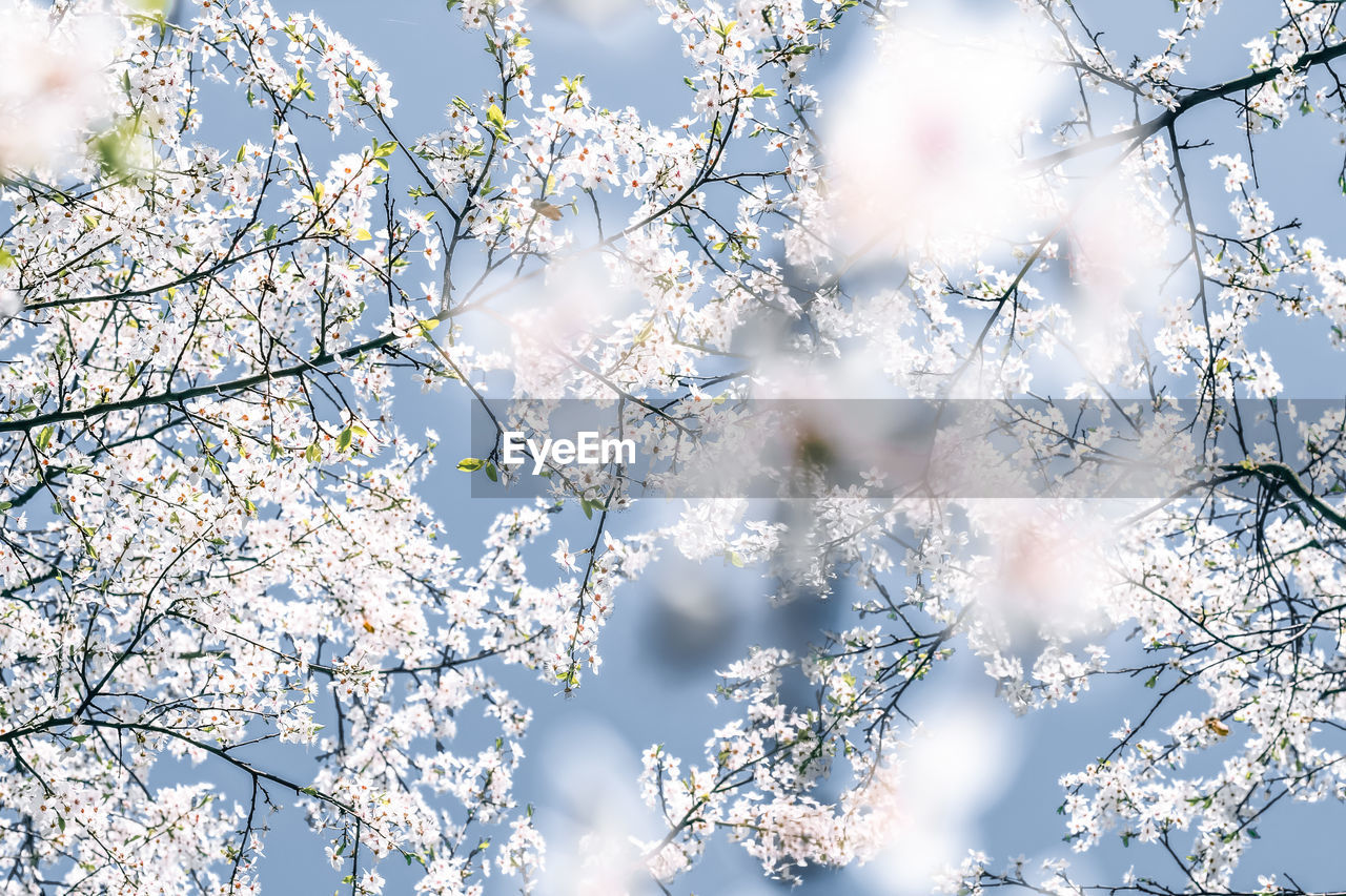 low angle view of cherry blossom against sky