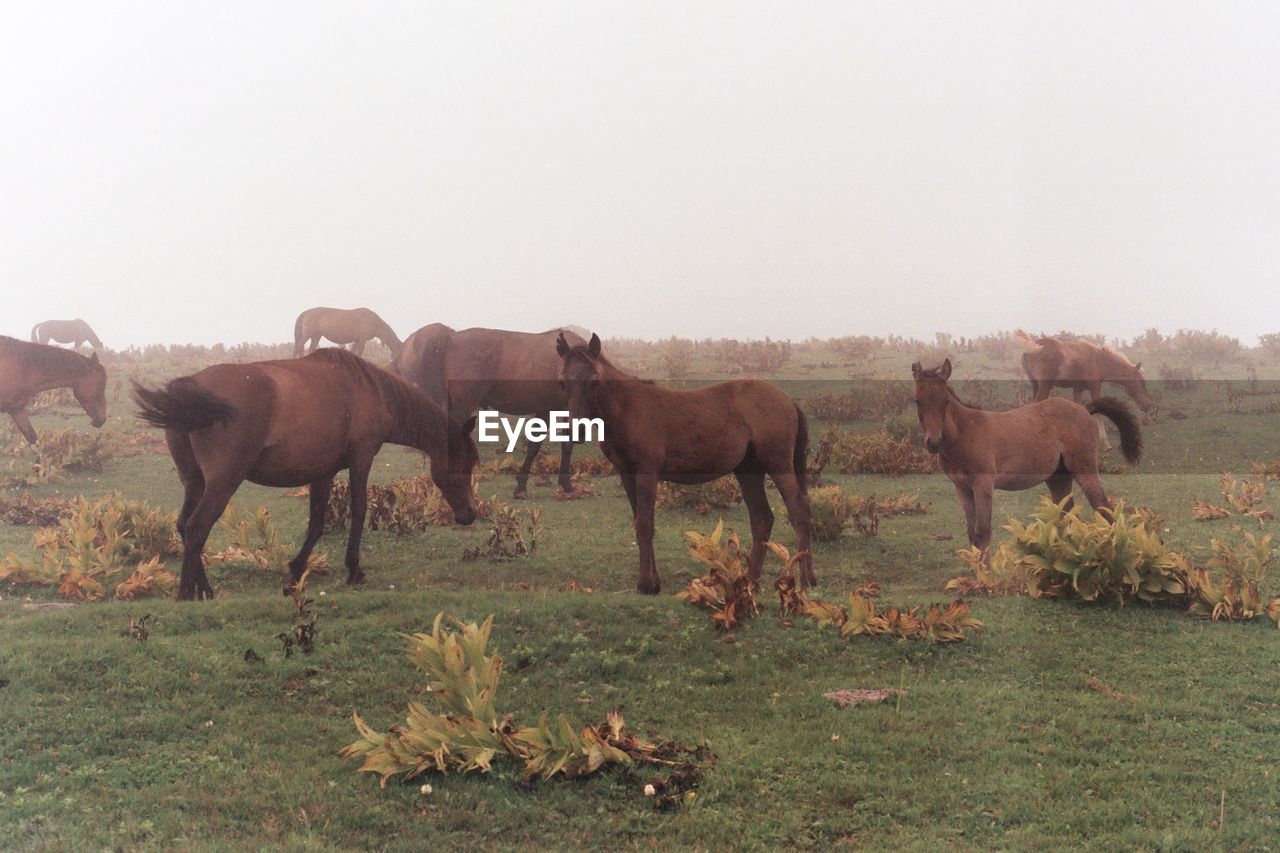 HORSES STANDING IN THE FIELD