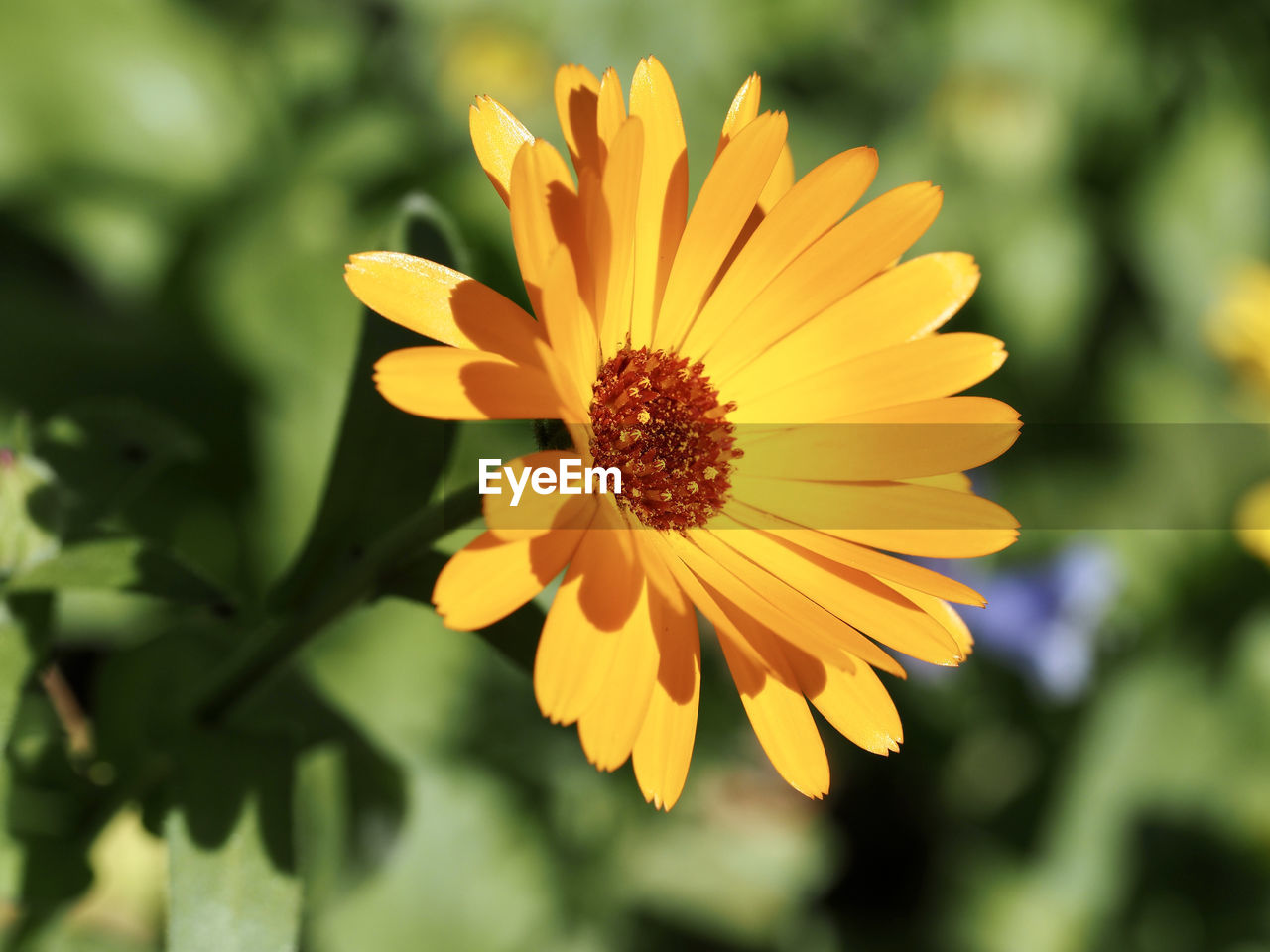 CLOSE-UP OF YELLOW FLOWERING PLANTS