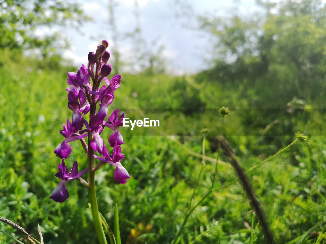 CLOSE-UP OF PURPLE FLOWERING PLANT