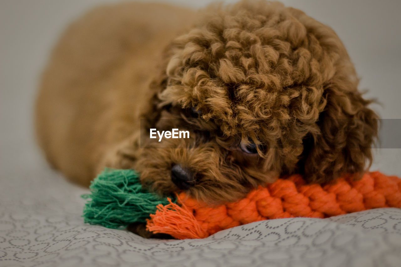 CLOSE-UP OF A DOG SLEEPING ON TOY