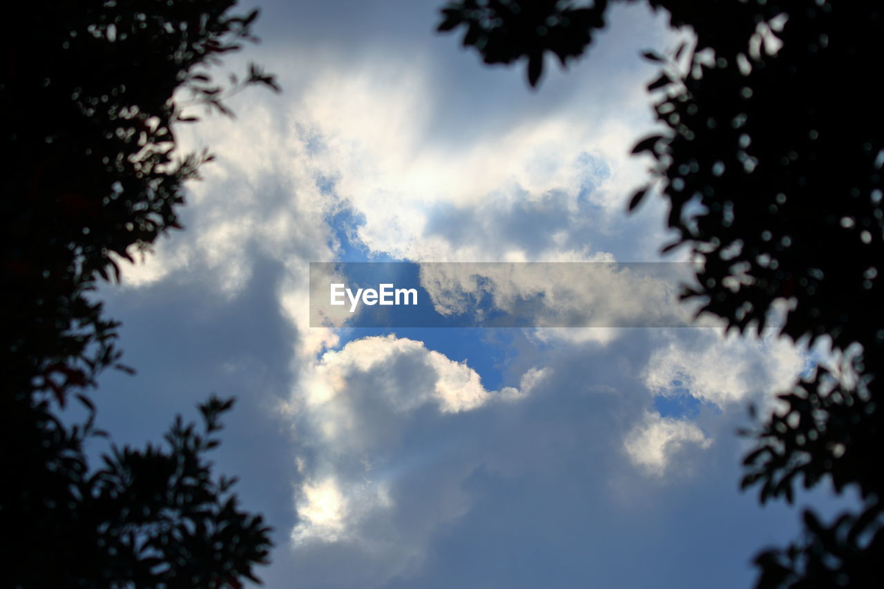 CLOSE-UP LOW ANGLE VIEW OF SILHOUETTE TREES AGAINST SKY