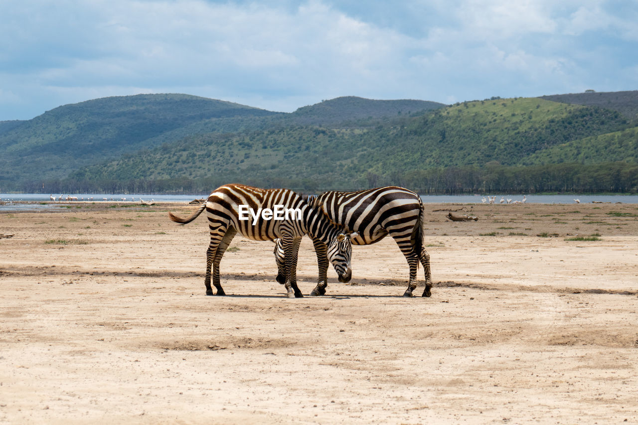 A pair of zebras against a lake background at lake nakuru national park, kenya