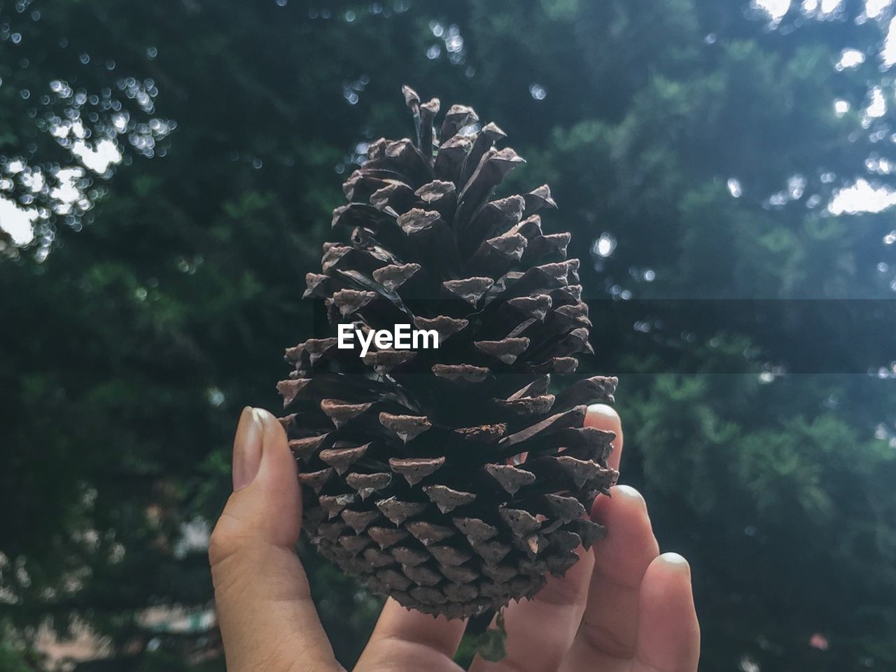 Close-up of hand holding pine cone against trees