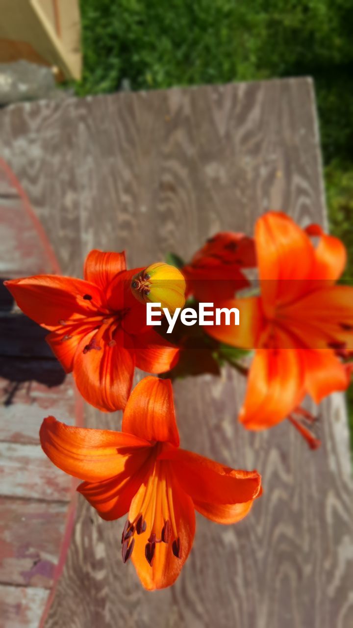 CLOSE-UP OF ORANGE HIBISCUS AGAINST BLURRED BACKGROUND