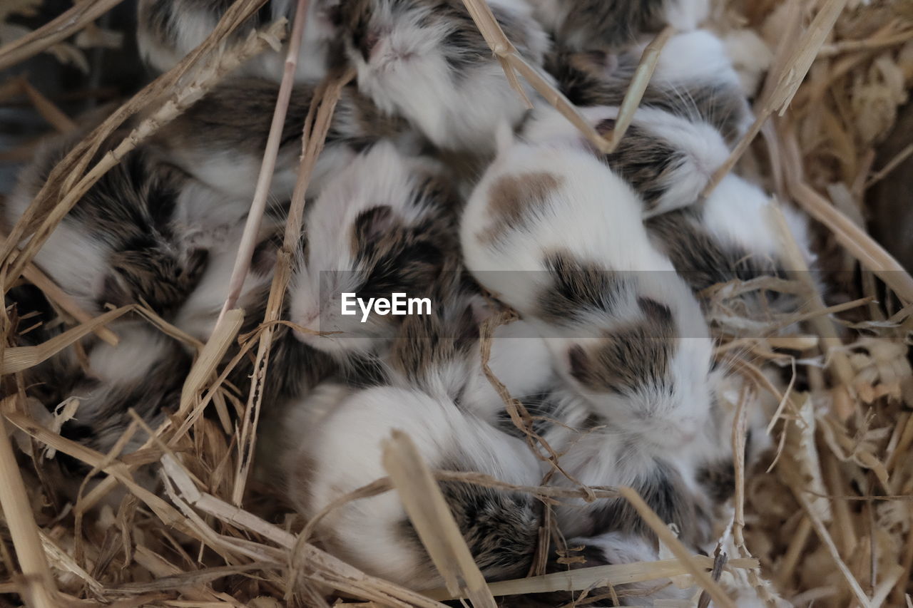 Group of newly born russian hamsters