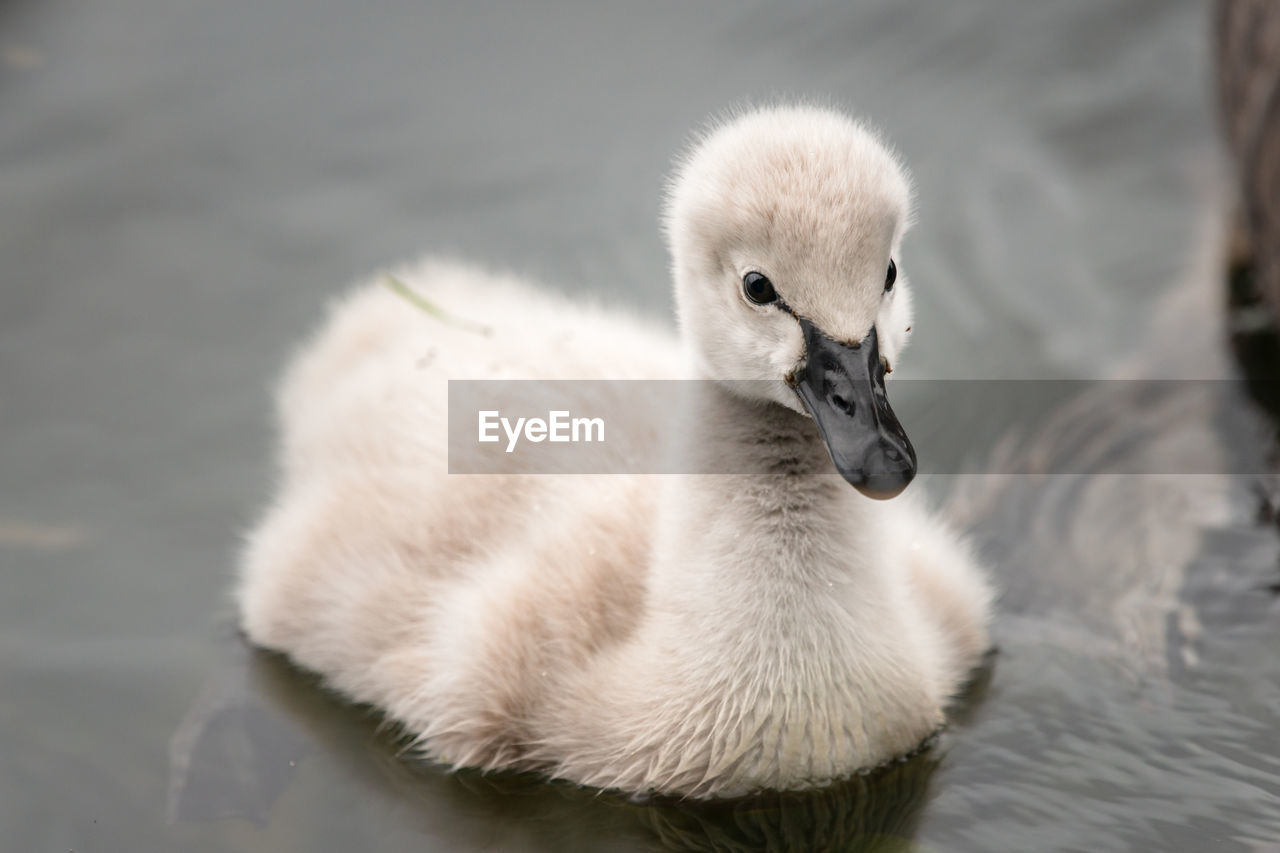 CLOSE-UP OF A YOUNG DUCK