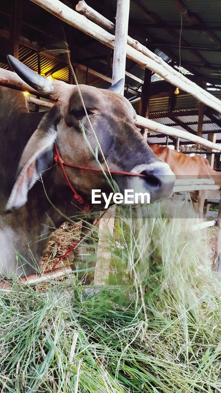 COW GRAZING ON FIELD