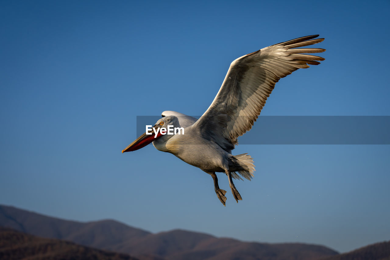 low angle view of pelican flying against clear sky