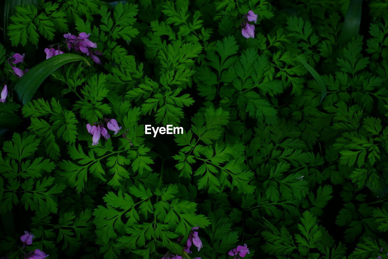 HIGH ANGLE VIEW OF PURPLE FLOWERING PLANT