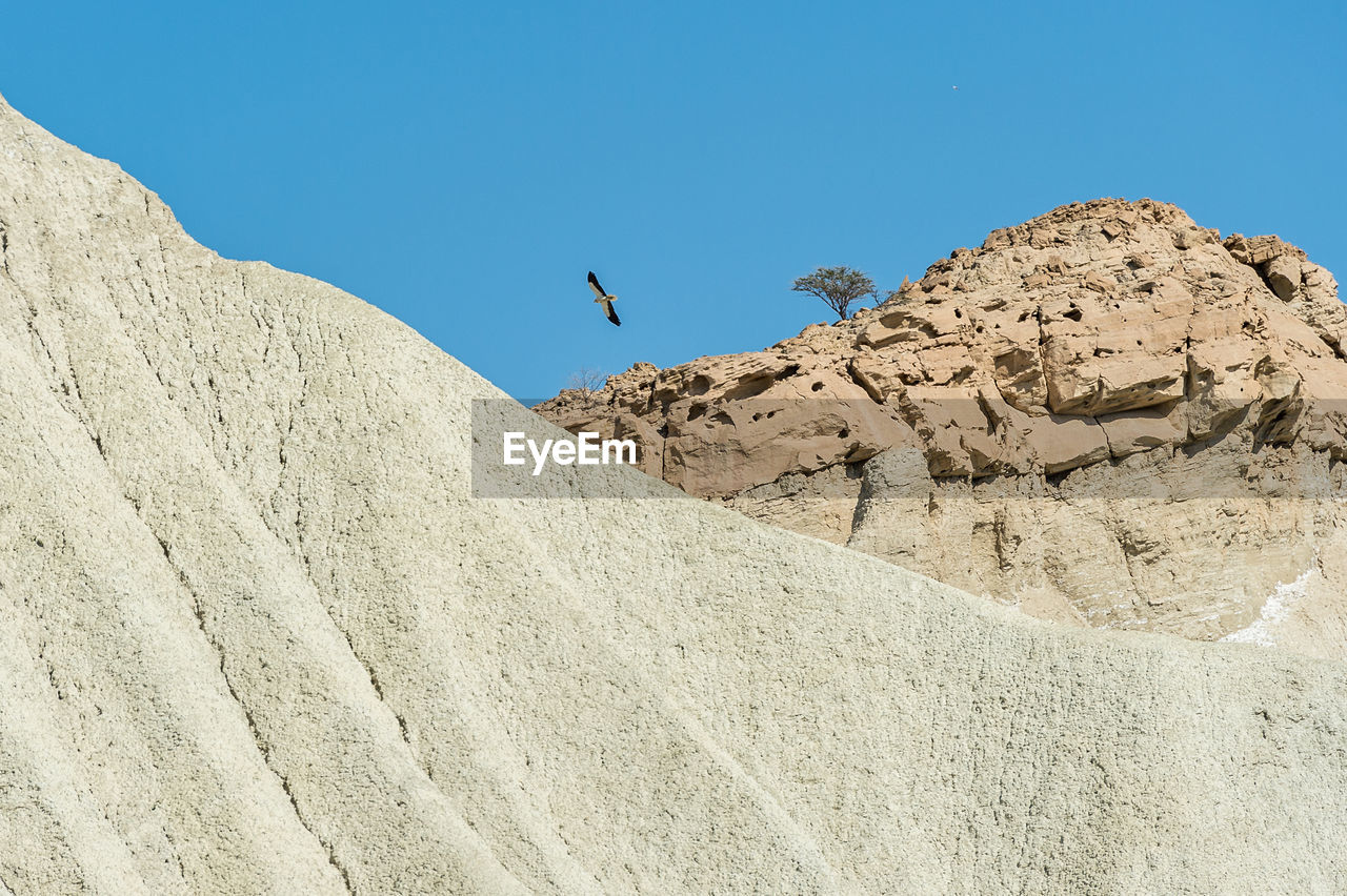 Low angle view of birds flying against clear blue sky