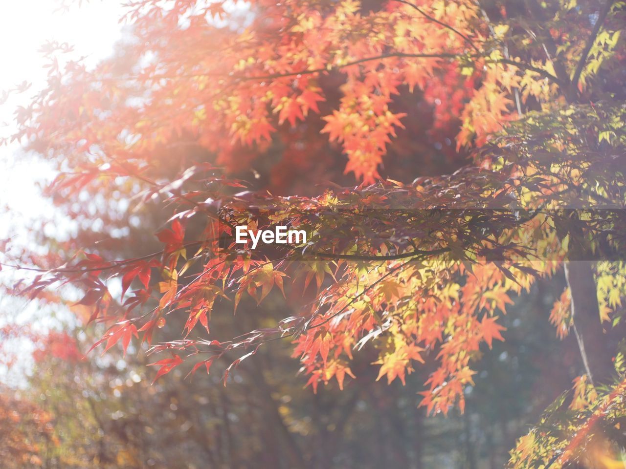 CLOSE-UP OF MAPLE TREE BRANCH