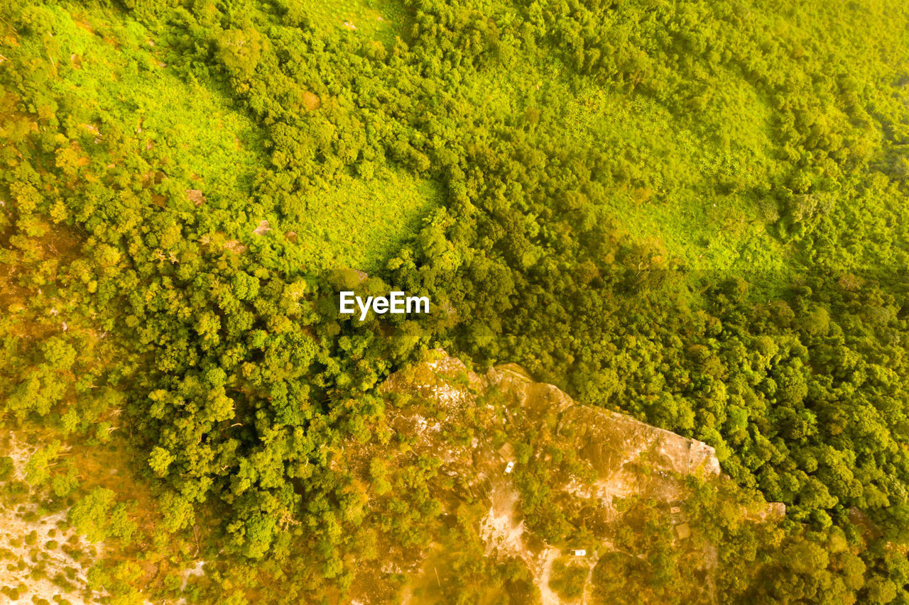 High angle view of plants growing on land