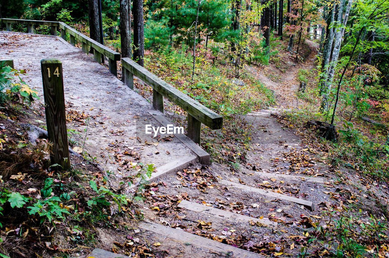 Plants growing in forest during autumn