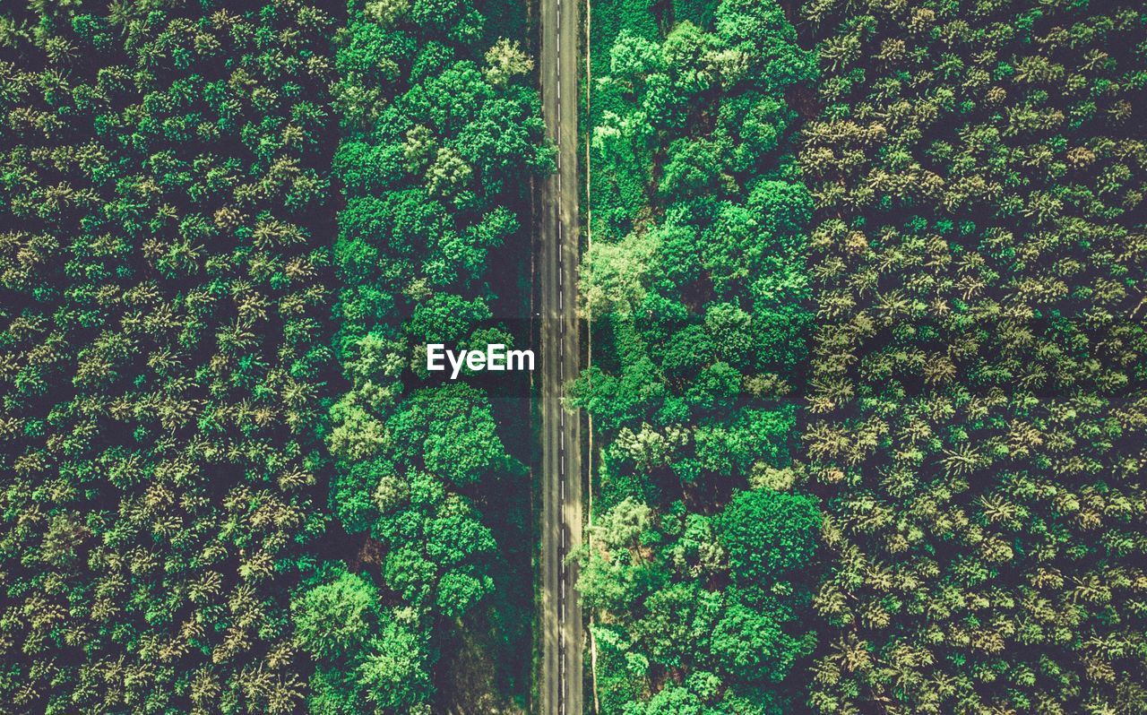 Full frame shot of trees growing in forest