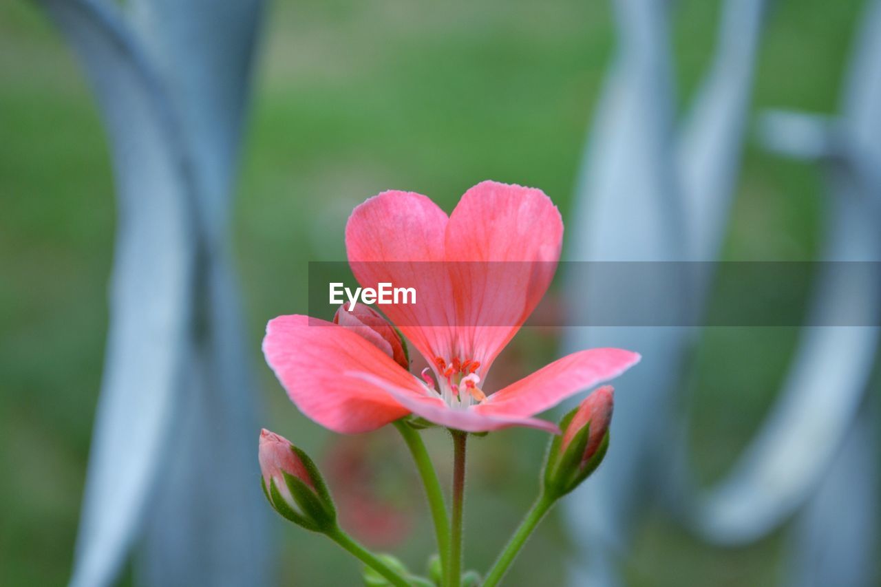 Close-up of pink lotus water lily