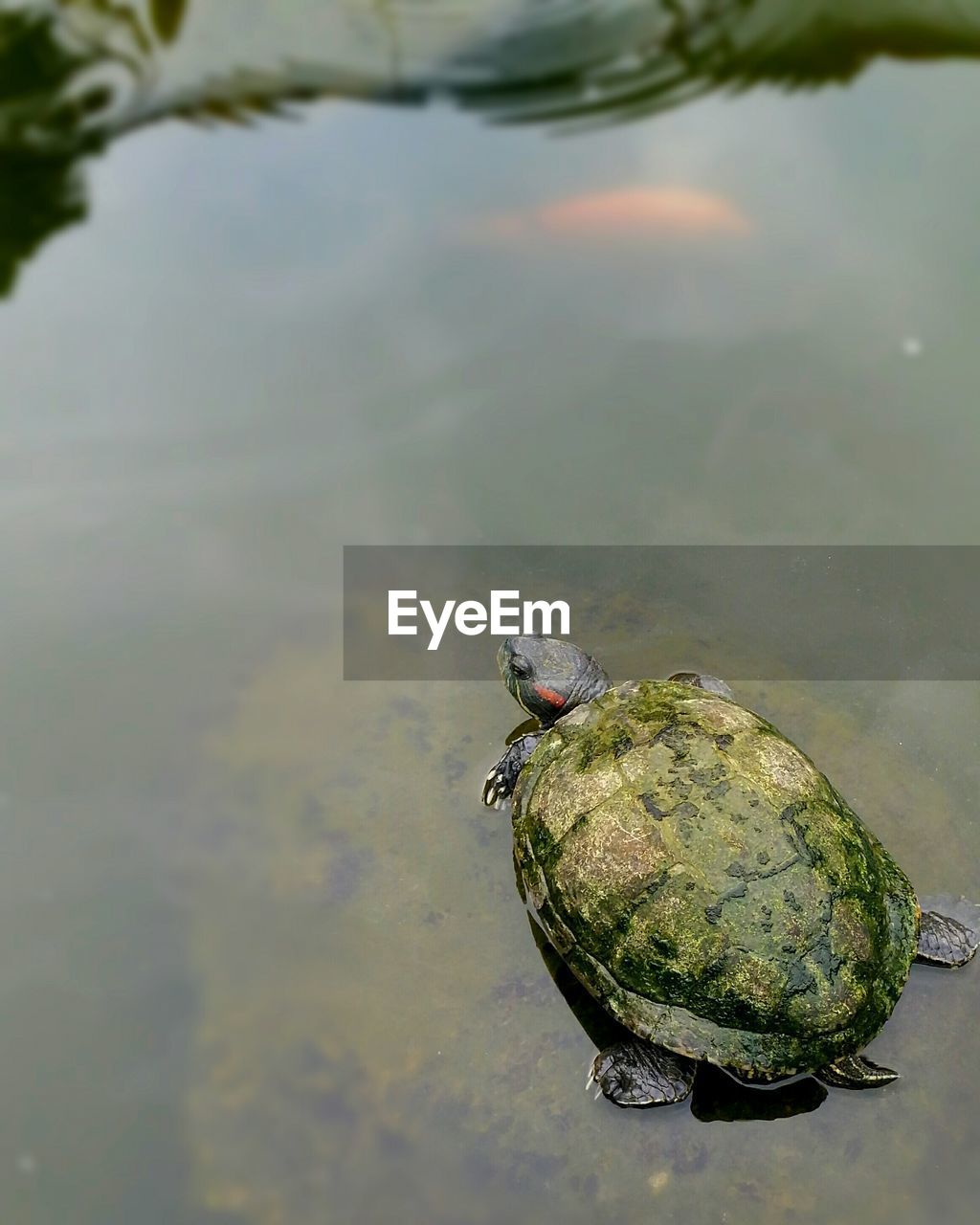 High angle view of tortoise in water