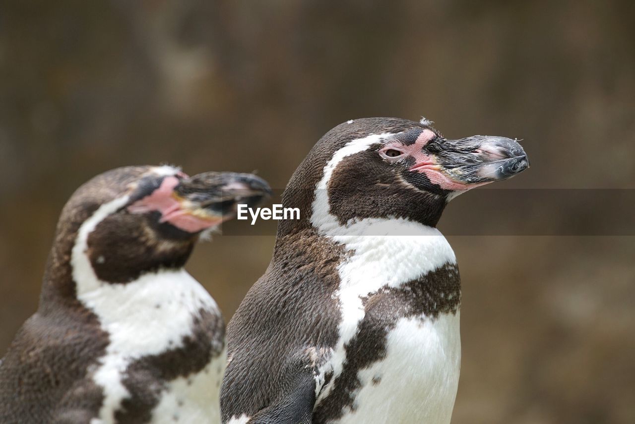 Close-up of humboldt penguins