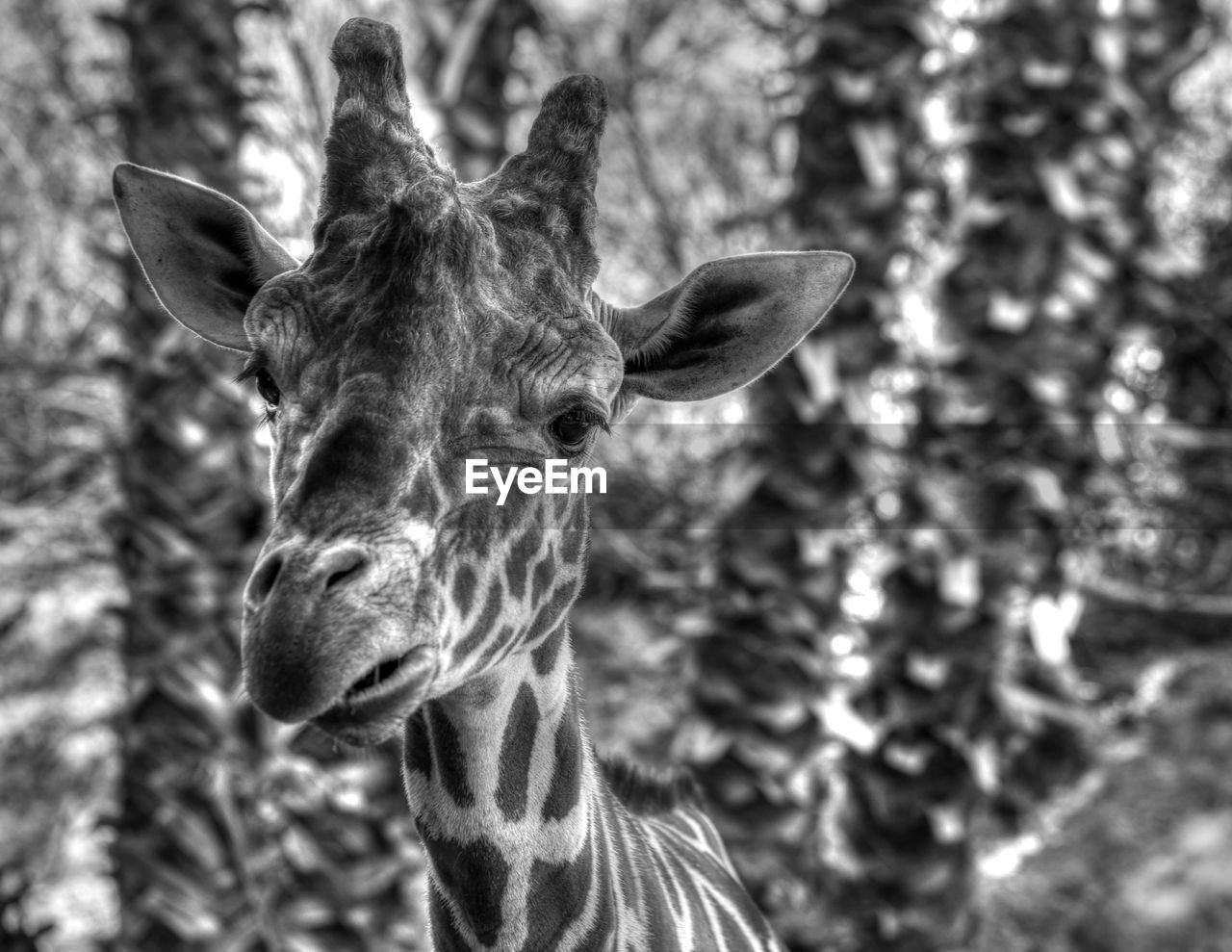 Inquisitive giraffe