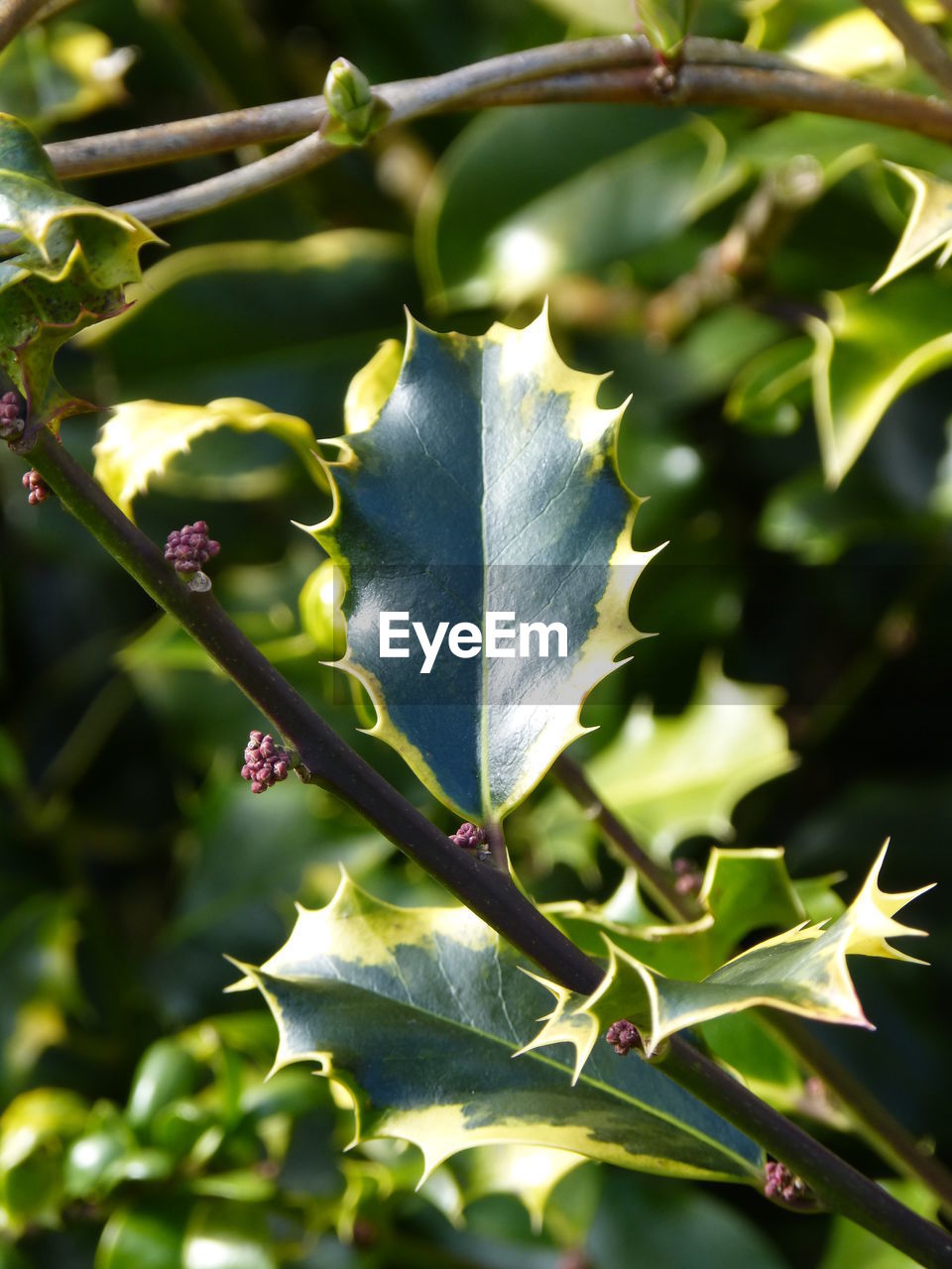 CLOSE-UP OF FRESH LEAVES ON TREE