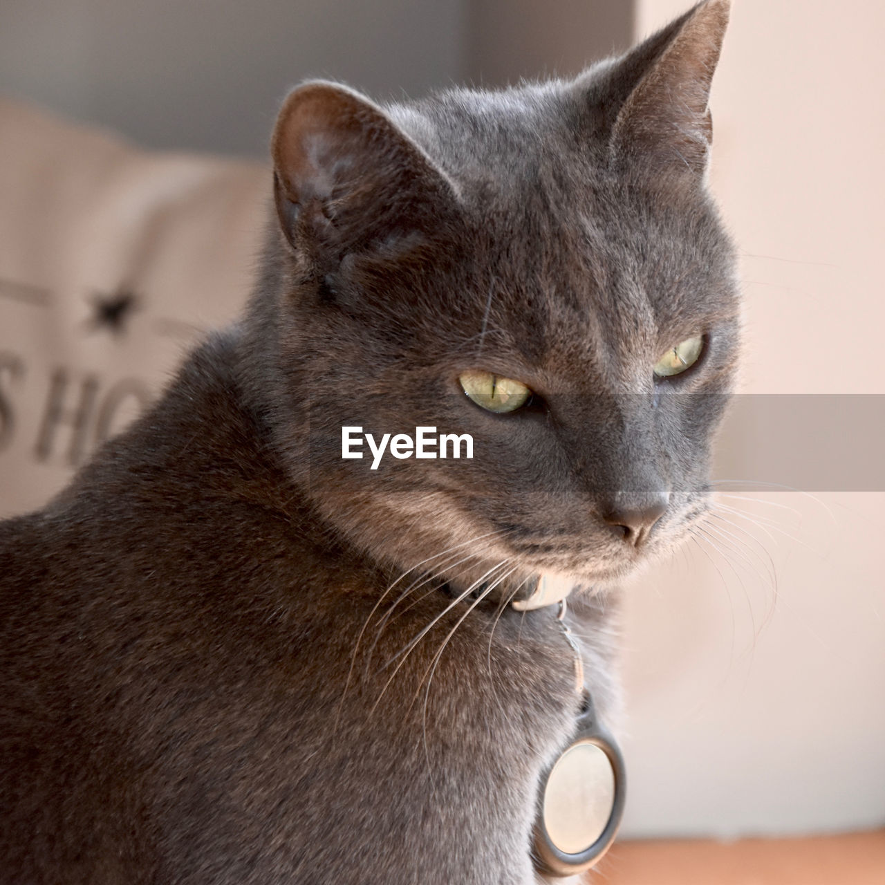 animal, animal themes, pet, mammal, cat, domestic animals, one animal, domestic cat, feline, whiskers, close-up, small to medium-sized cats, animal body part, felidae, carnivore, indoors, no people, animal hair, nose, looking, portrait, focus on foreground, russian blue, animal head